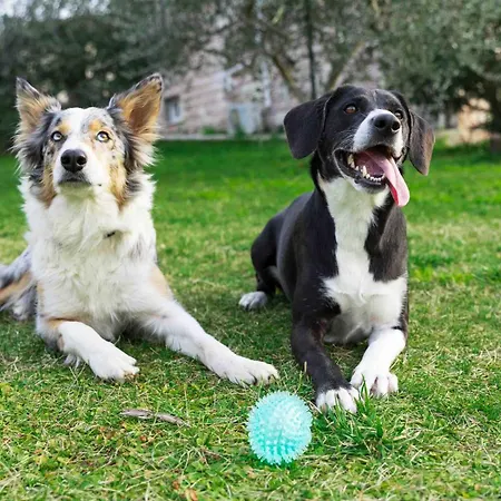 بيت للعطل La Casa Dei Fiori أسيسي
